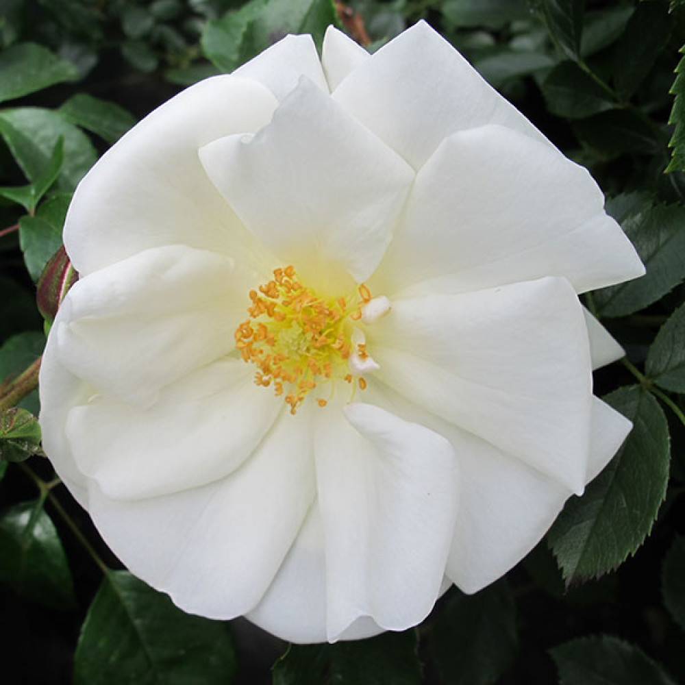 Rosa Flower Carpet White