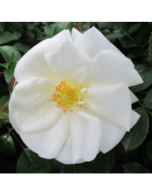 Rosa Flower Carpet White Rosa Flower Carpet White