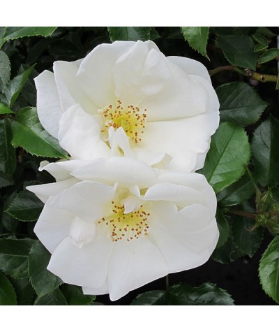 Rosa Flower Carpet White