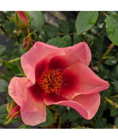 Rosa For Your Eyes Only (6lt)