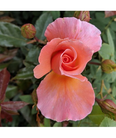 Rosa Fragrant Delight (6lt)
