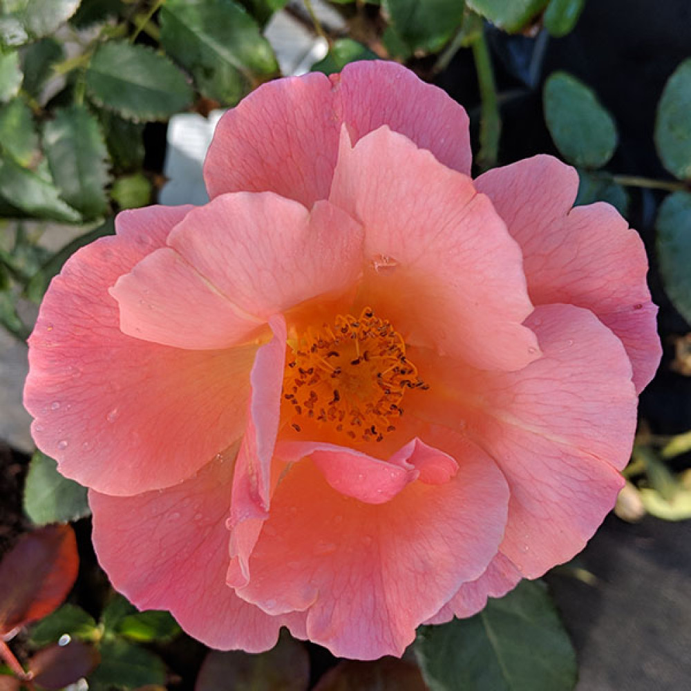Rosa Fragrant Delight (6lt)