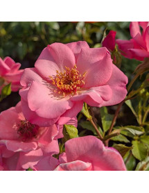 Rosa Friend for Life (6lt)