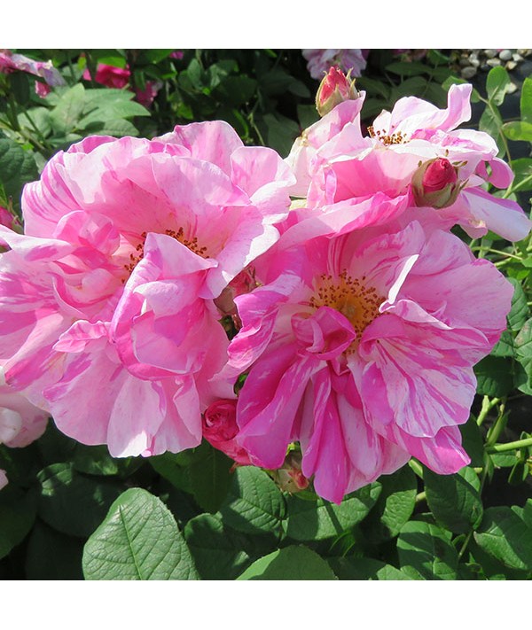 Rosa gallica Versicolor (6lt) Rosa gallica Versicolor (6lt)