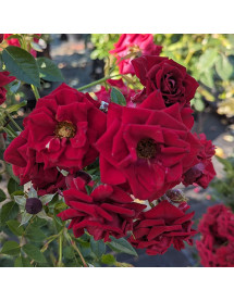 Rosa George Best (6lt) Rosa George Best (6lt)