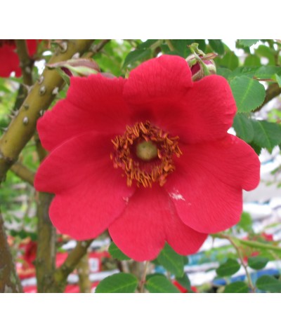 Rosa Geranium (moyesii hybrid) (6lt)