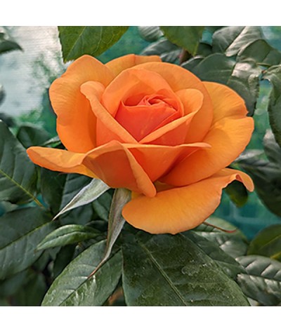 Rosa Golden Beauty (6lt)