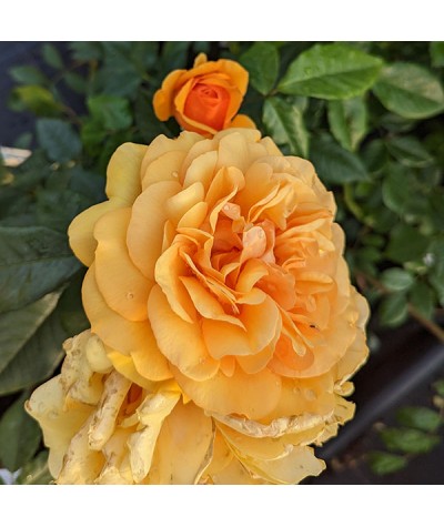 Rosa Golden Beauty (6lt)