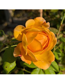Rosa Golden Celebration (David Austin)(6lt)