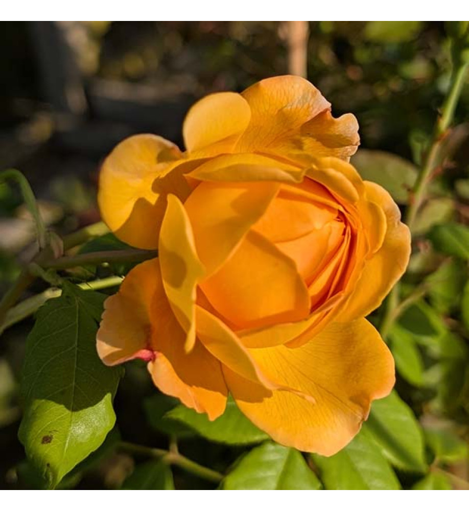 Rosa Golden Celebration (David Austin)(6lt)
