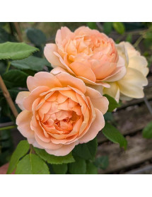 Rosa Golden Celebration (David Austin)(6lt)