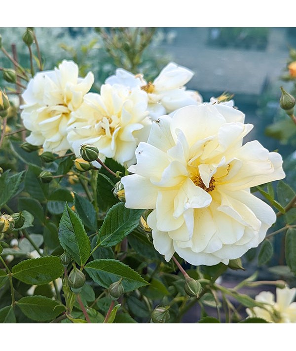 Rosa Golden Memories (6lt)