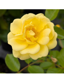 Rosa Golden Memories (6lt)