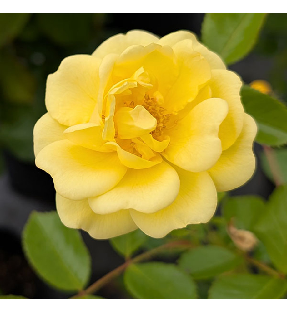 Rosa Golden Memories (6lt)