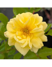 Rosa Golden Memories (6lt)