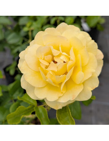 Rosa Golden Smiles (6lt)