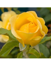 Rosa Golden Smiles (6lt)