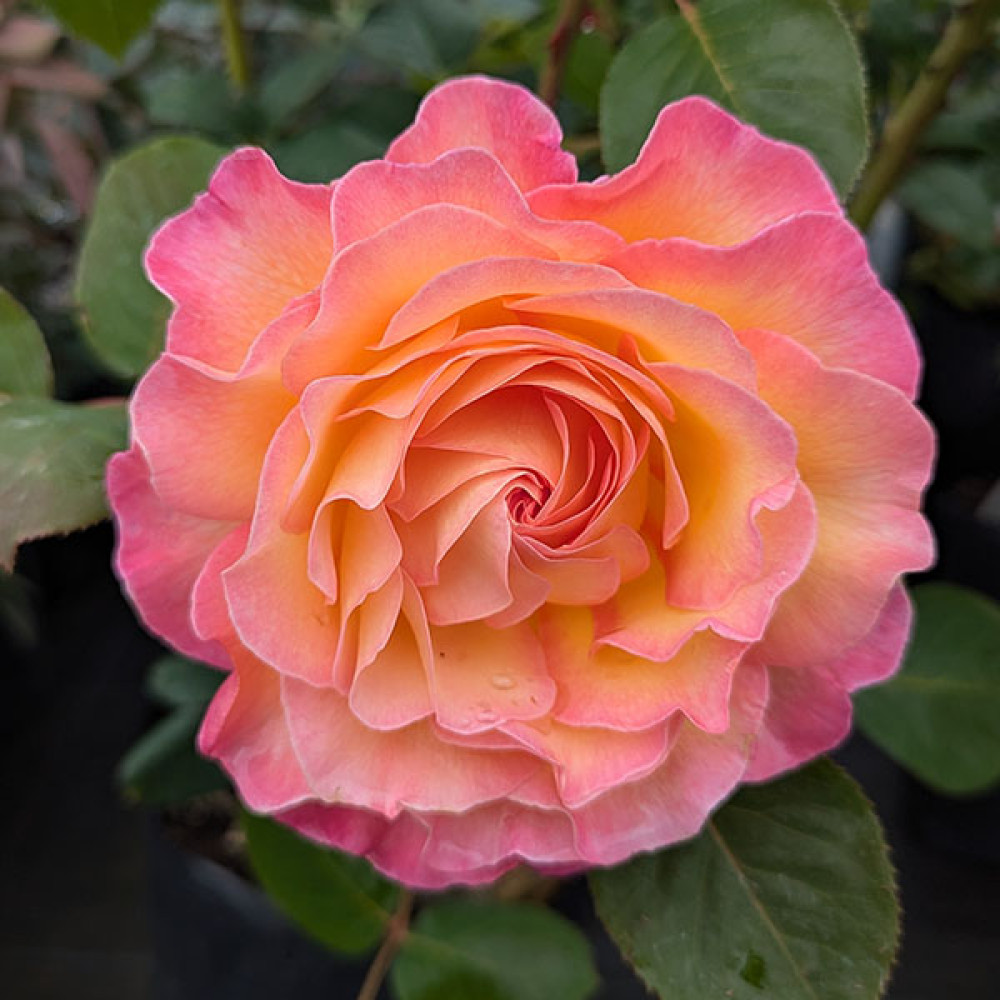 Rosa Gorgeous (6lt)