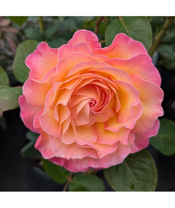 Rosa Gorgeous (6lt)