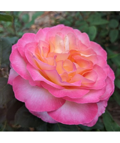 Rosa Gorgeous (6lt)