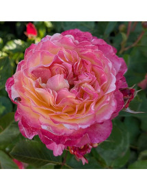 Rosa Gorgeous (6lt)