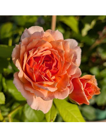 Rosa Grace (David Austin) (6lt)