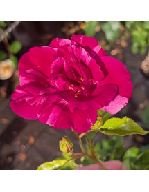 Rosa Guy Savoy (6lt)