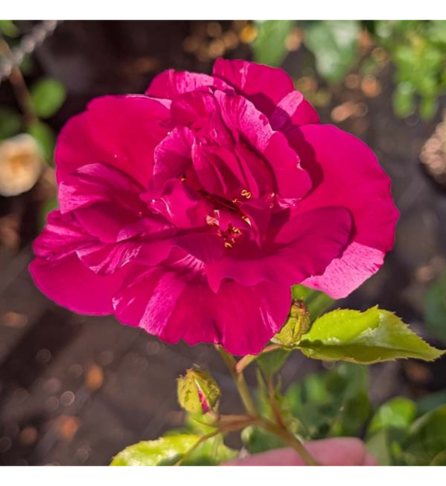 Rosa Guy Savoy (6lt)