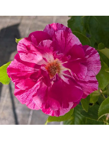 Rosa Guy Savoy (6lt)