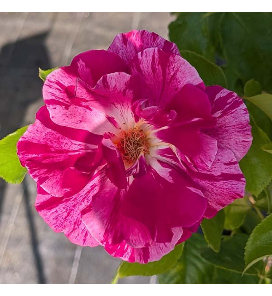 Rosa Guy Savoy (6lt)