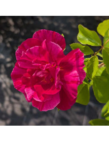Rosa Guy Savoy (6lt)