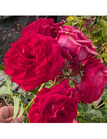Rosa Haille Bella (3lt)