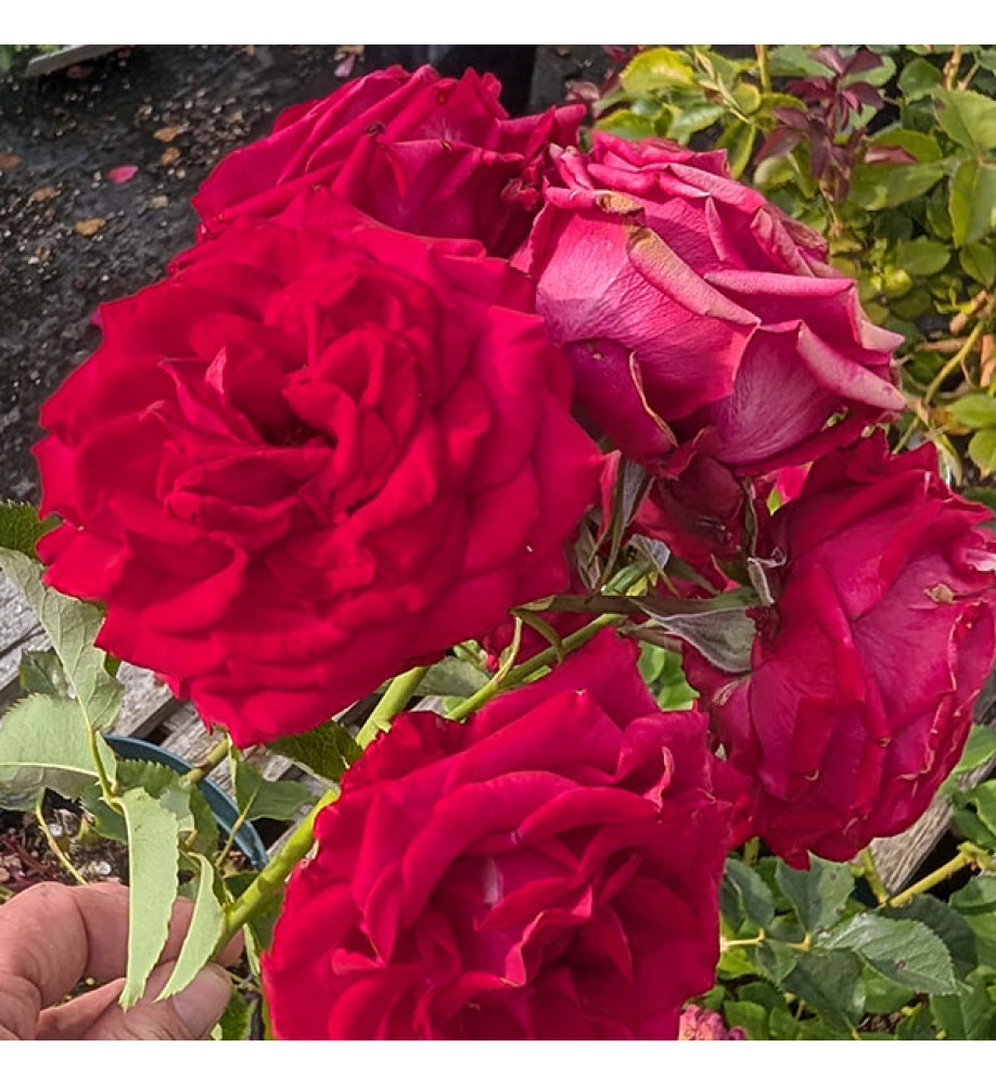 Rosa Haille Bella (3lt)