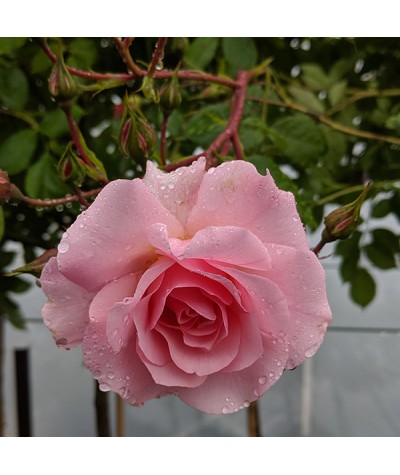 Rosa Happy Retirement (standard 80cm) (10lt)