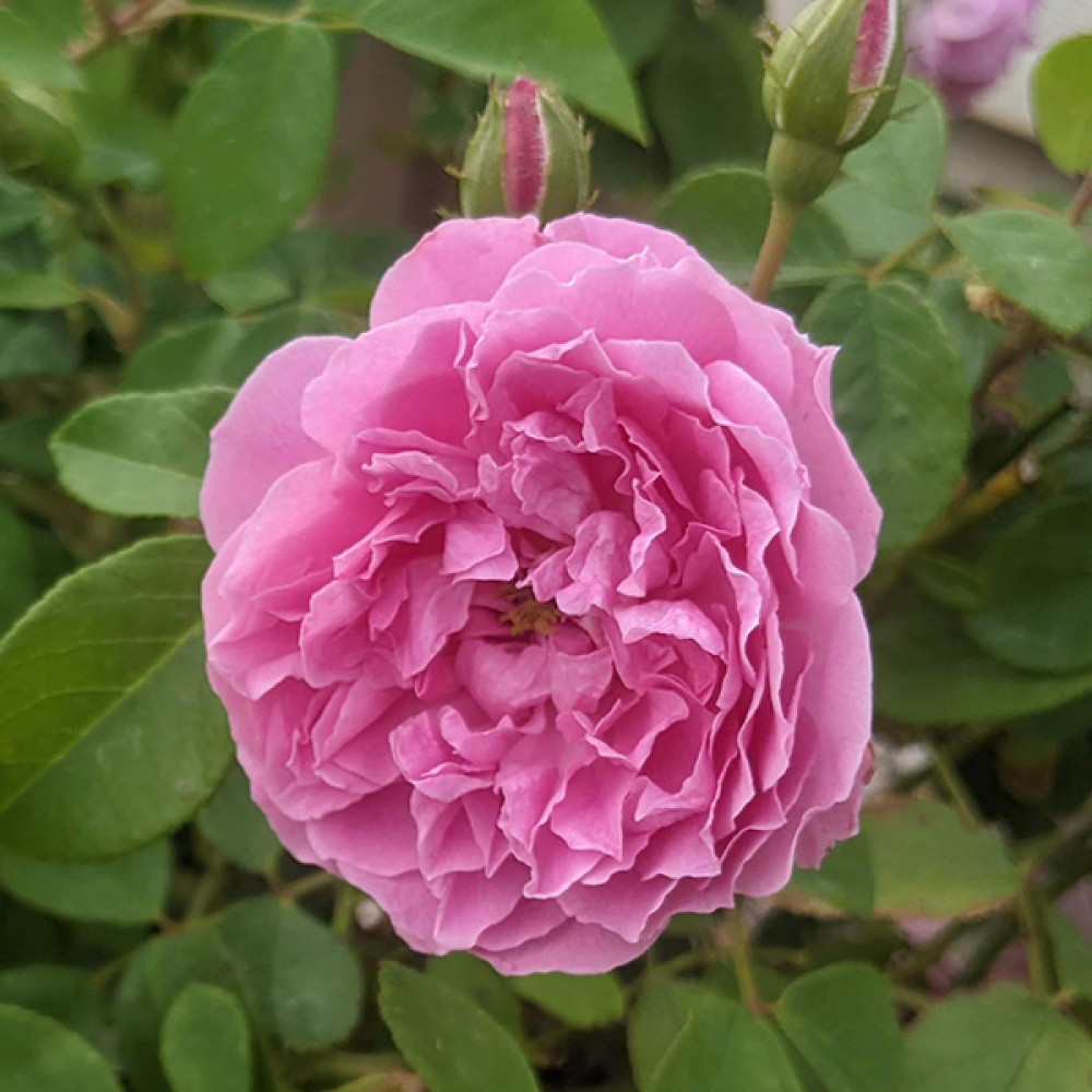 Rosa Harlow Carr (Aushouse)(6lt)
