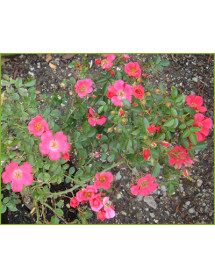 Rosa Hertfordshire (6lt) Rosa Hertfordshire (6lt)