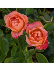 Rosa Hippie Fashion (6lt)