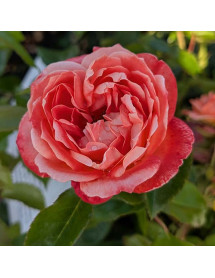 Rosa Hippie Fashion (6lt)