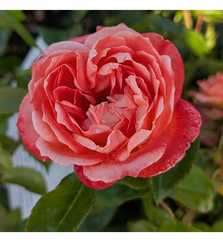 Rosa Hippie Fashion (6lt)
