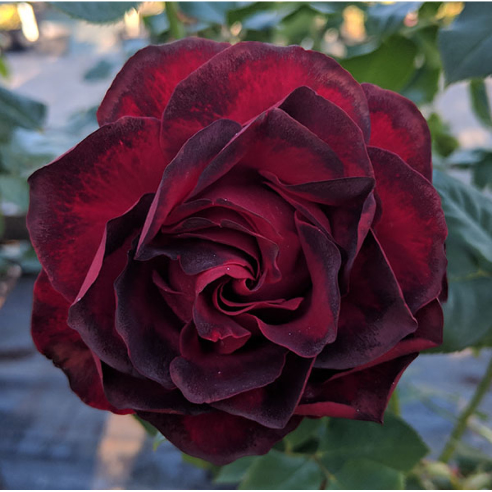 Rosa Hommage a Barbara (6lt)