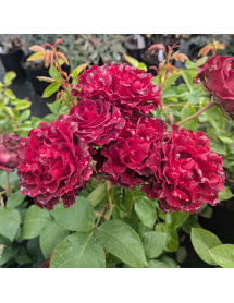 Rosa Hommage a Barbara (6lt)