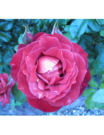 Rosa Hot Chocolate (6lt)