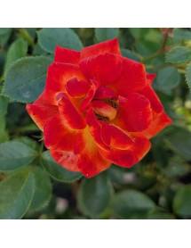 Rosa Irish Eyes (6lt)