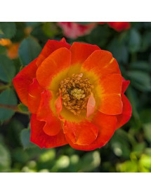 Rosa Irish Eyes (6lt)