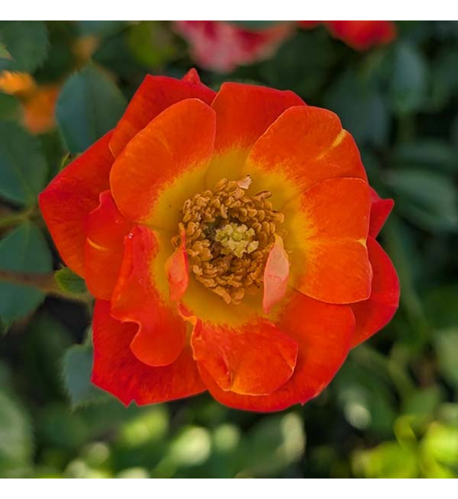 Rosa Irish Eyes (6lt)