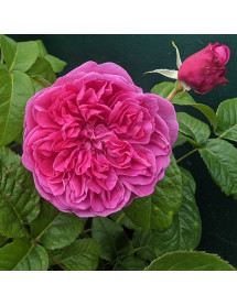 Rosa James L Austin David Austin (6lt)