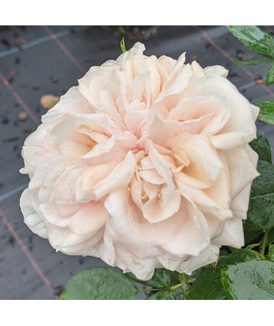 Rosa Joie De Vivre (6lt)