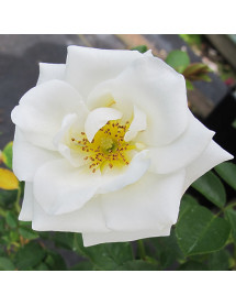 Rosa Kent (6lt) Rosa Kent (6lt)