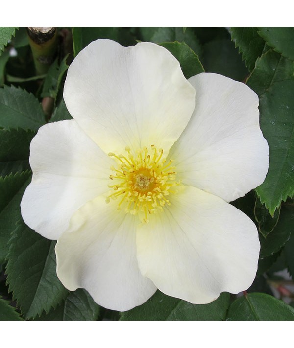 Rosa Kew Gardens (6lt)