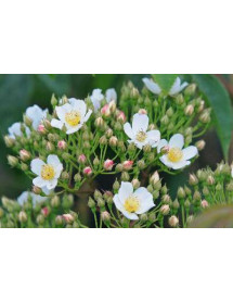 Rosa filipes Kiftsgate (6lt)